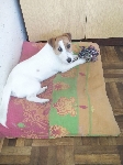 Jack Russel Terrier