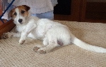 Jack Russel Terrier